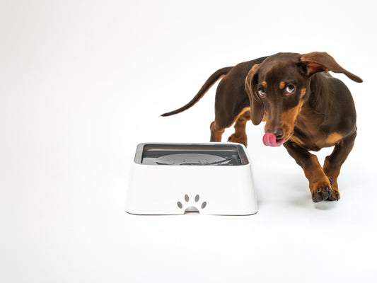 Ciotola per cani antifuoriuscita